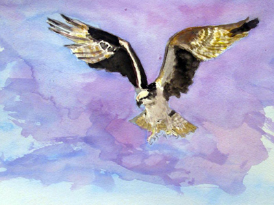 Osprey, painting by Luke Wallin