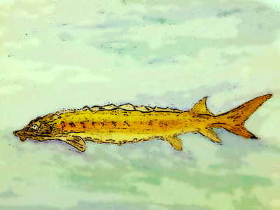 'Did you get that?' asked the sturgeon, painting by Luke Wallin